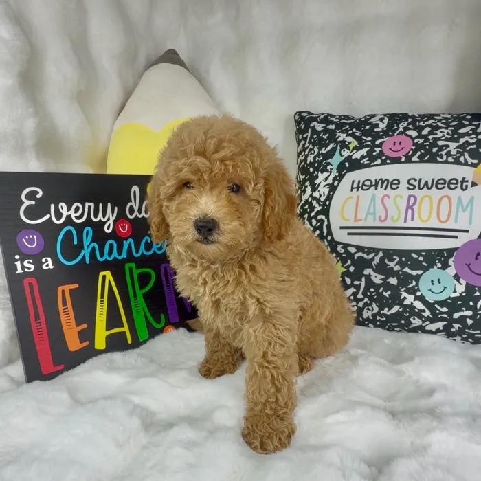 Female Mini Goldendoodle puppy named Hot Honey for sale at Puppy Dreams - Denton.