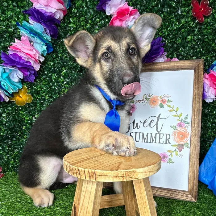 Male German Shepherd puppy named *Dallas* for sale at Puppy Dreams - Mansfield.