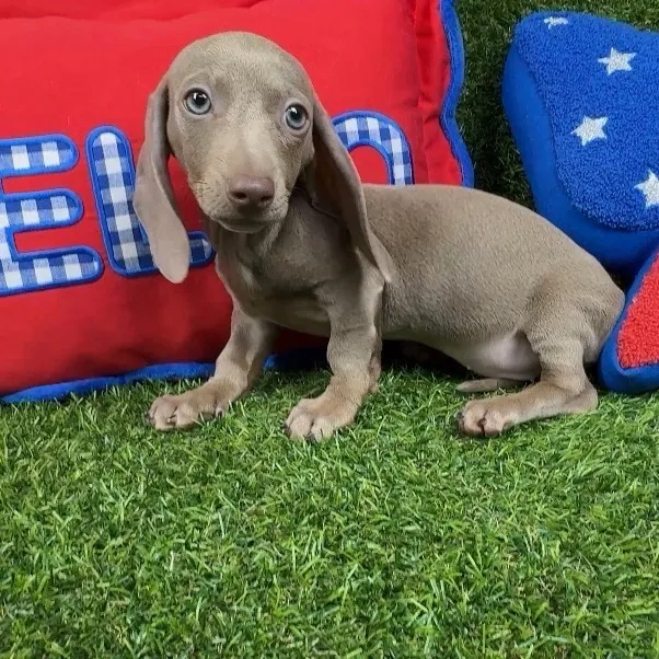 Female Dachshund puppy named Iggy for sale at Puppy Dreams - Arlington.