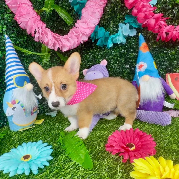 Female Pembroke Welsh Corgi puppy named Weasel for sale at Puppy Dreams - Denton.