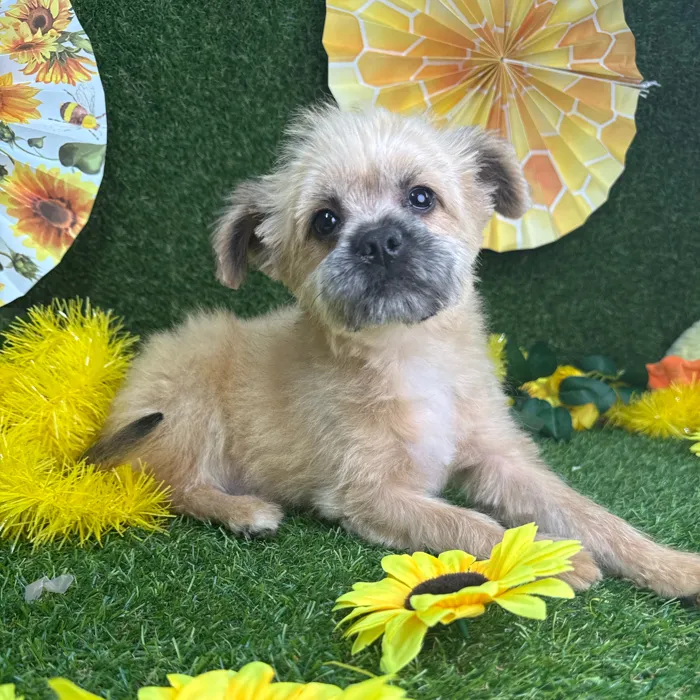 Male Pomeranian-Shih Tzu puppy named Max for sale at Puppy Dreams - Arlington.