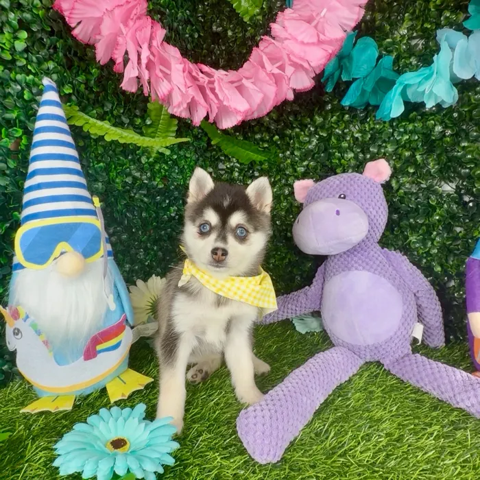 Female Alaskan Klee Kai puppy named Zebra for sale at Puppy Dreams - Denton.