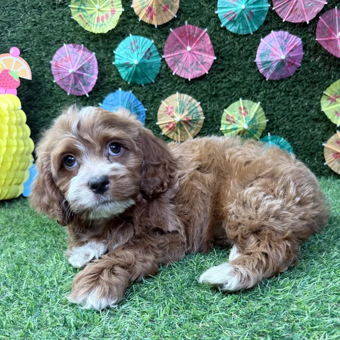 Male Cockapoo puppy named Benny for sale at Puppy Dreams - Carrollton.