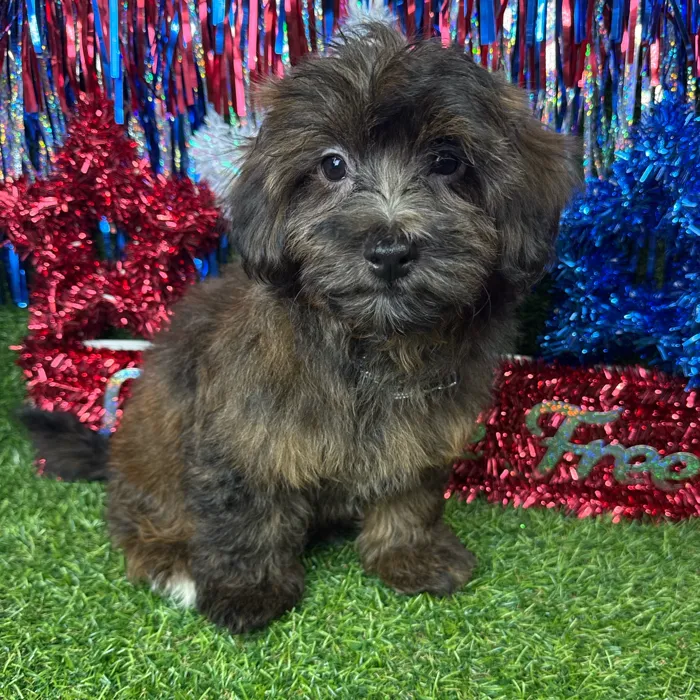Male Havapoo puppy named Toffee for sale at Puppy Dreams - Arlington.
