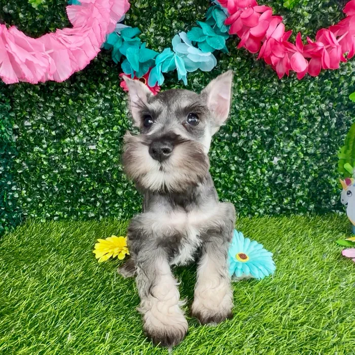 Female Mini Schnauzer puppy named America for sale at Puppy Dreams - Denton.