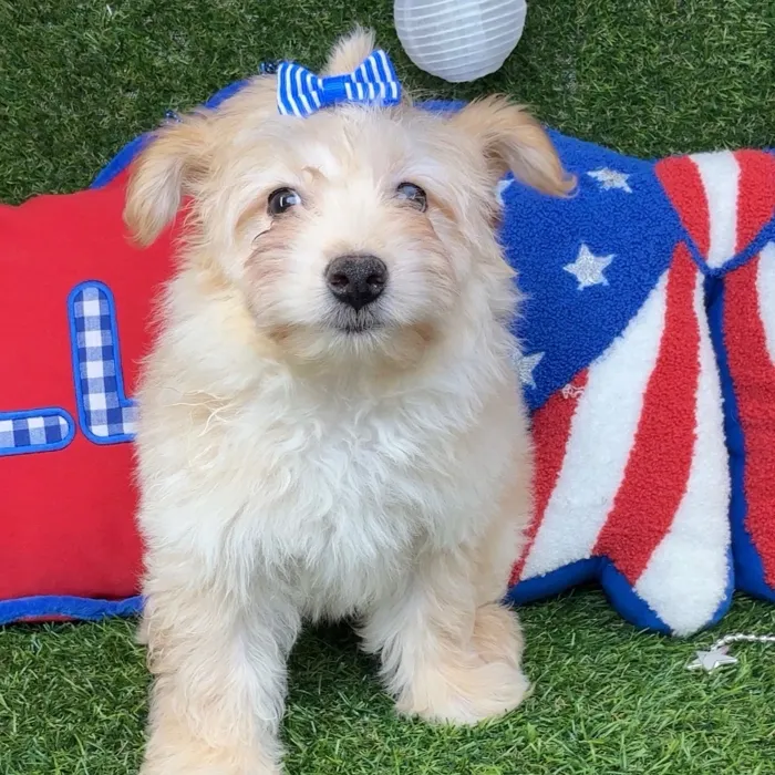 Female Pom-A-Poo puppy named Sushi for sale at Puppy Dreams - Arlington.
