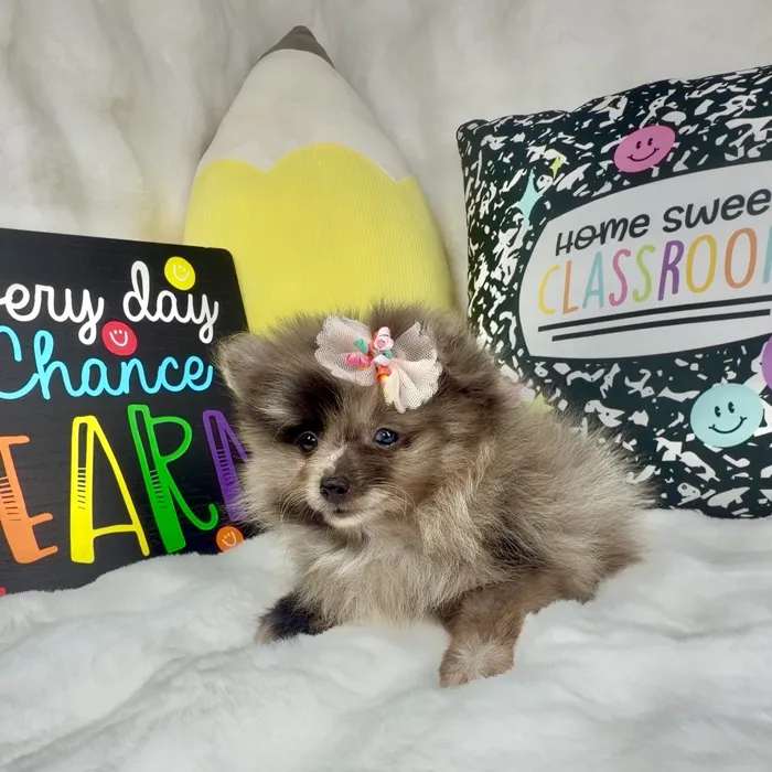 Female Pomeranian puppy named Cherry for sale at Puppy Dreams - Denton.