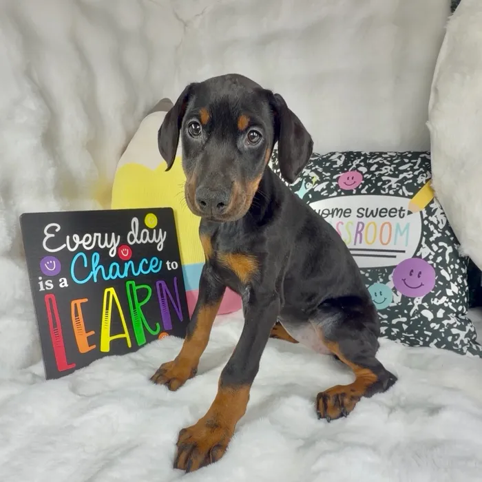Female Doberman Pinscher puppy named Bean for sale at Puppy Dreams - Denton.