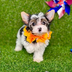car_main_img_/media/ap_media/pets/FKTWSRGMGEMQ130227.webp.250x250_q85.webp