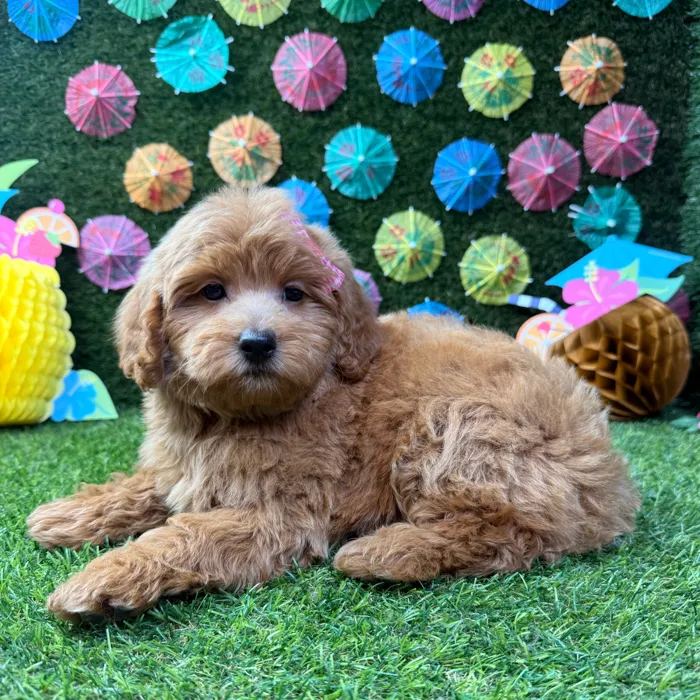 Female Mini Goldendoodle puppy named Ellie for sale at Puppy Dreams - Carrollton.