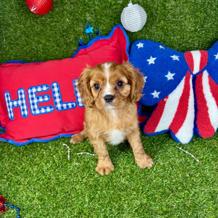 Male Cavalier King Charles Spaniel puppy named Max for sale at Puppy Dreams - Arlington.
