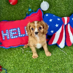 Male Cavalier King Charles Spaniel puppy named Max for sale at Puppy Dreams - Arlington.