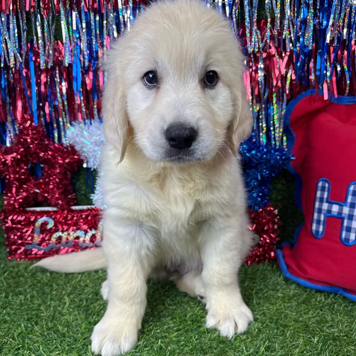 Male Golden Retriever puppy named Pup Tart for sale at Puppy Dreams - Arlington.