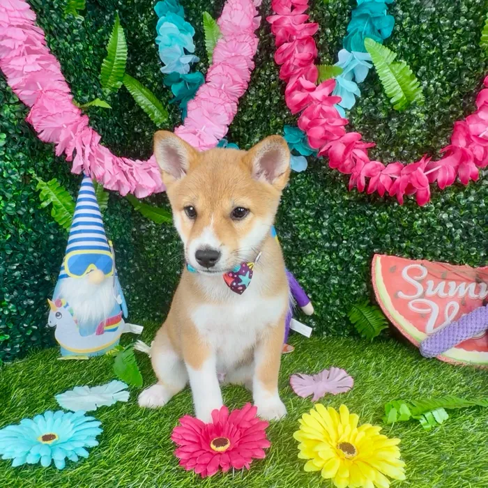 Male Shiba Inu puppy named Meerkat for sale at Puppy Dreams - Denton.