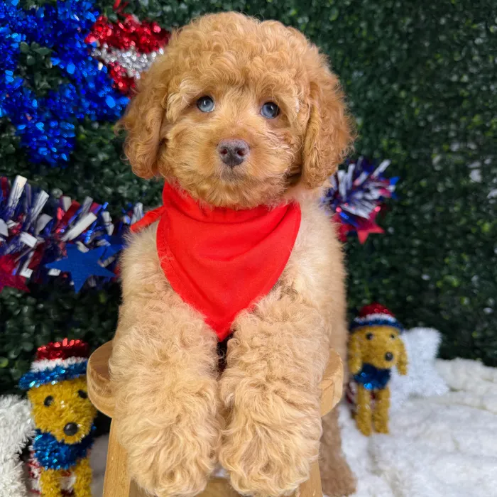 Male Cockapoo puppy named Bruno for sale at Puppy Dreams - Garland.