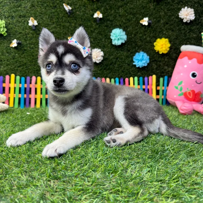 Female Alaskan Klee Kai puppy named Nova for sale at Puppy Dreams - Carrollton.