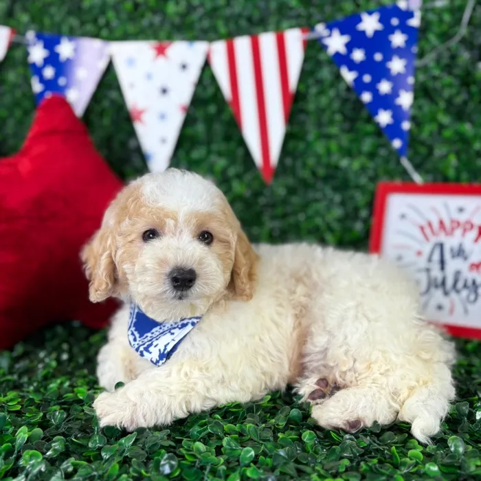 Male Bichon-Poodle puppy named Louie for sale at Puppy Dreams - North Richland Hills.
