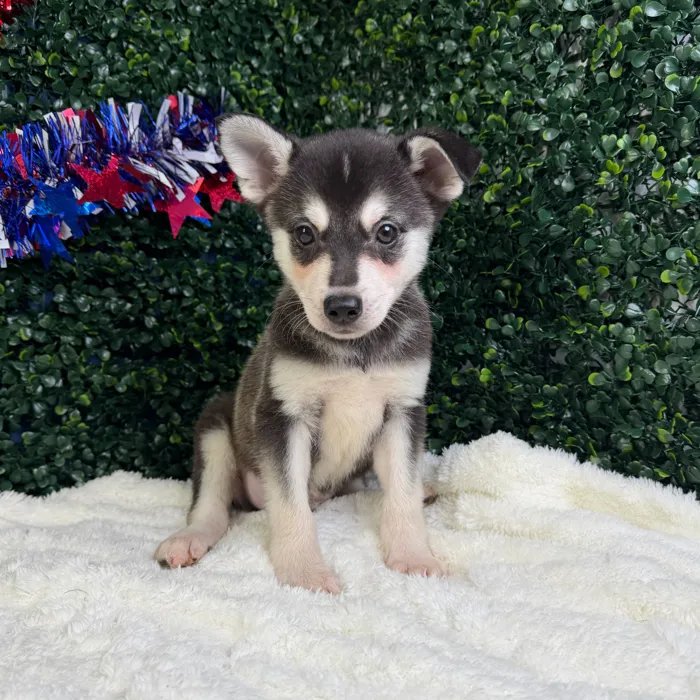 Male Alaskan Klee Kai puppy named Thor for sale at Puppy Dreams - Garland.