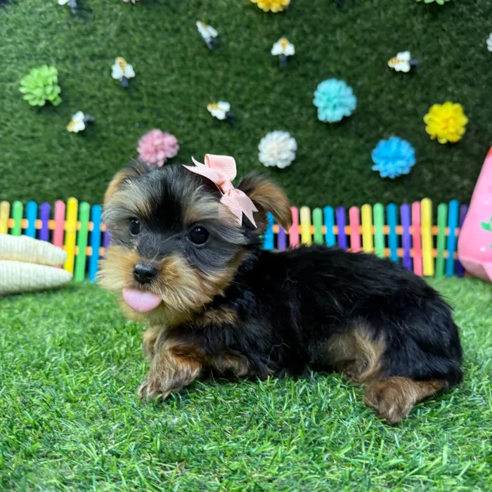 Female Yorkie puppy named Ella for sale at Puppy Dreams - Carrollton.