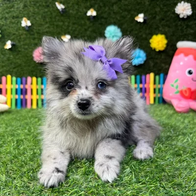 Female Pomeranian puppy named Princess for sale at Puppy Dreams - Carrollton.