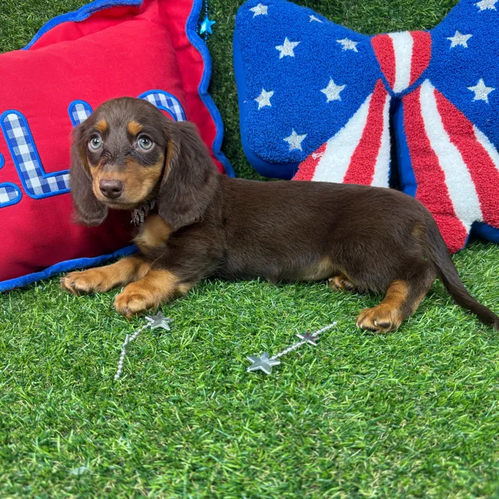 Female Dachshund puppy named Muffin for sale at Puppy Dreams - Arlington.