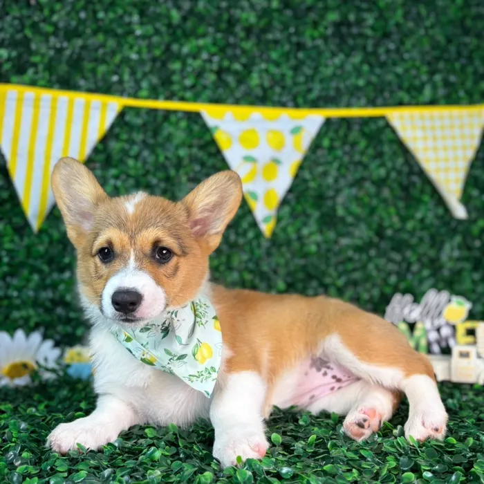 Female Pembroke Welsh Corgi puppy named Bailey for sale at Puppy Dreams - North Richland Hills.
