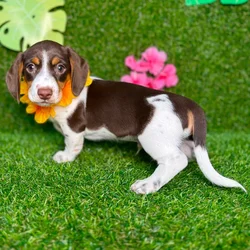 car_main_img_/media/ap_media/pets/FQSXQBYFGBSN133148.webp.250x250_q85.webp