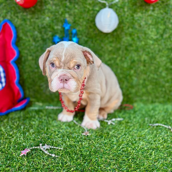 Male English Bulldog puppy named Gobble for sale at Puppy Dreams - Arlington.