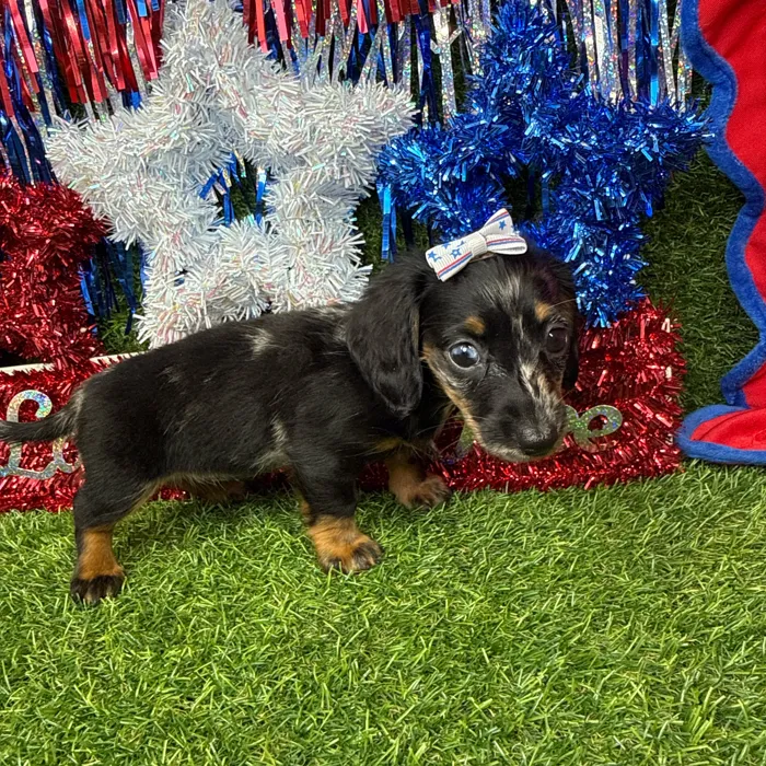 Female Dachshund puppy named Storm for sale at Puppy Dreams - Arlington.