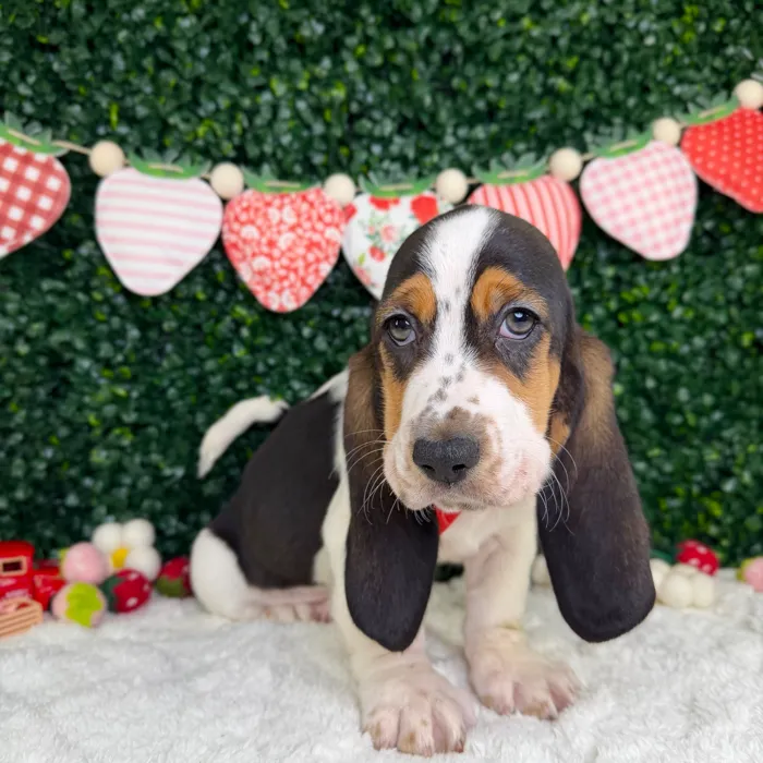 Male Basset Hound puppy named Sunny for sale at Puppy Dreams - Garland.