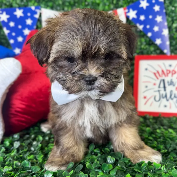 Male Malshi puppy named Mickey for sale at Puppy Dreams - North Richland Hills.