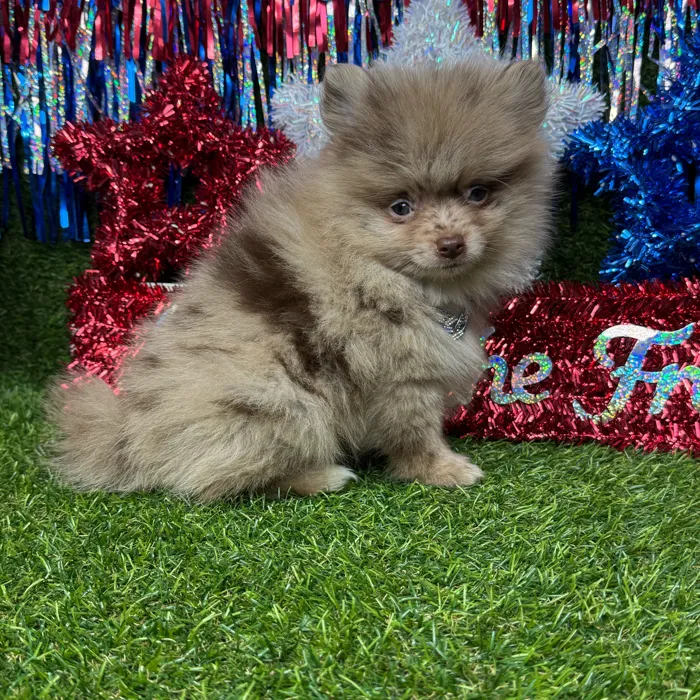 Male Pomeranian puppy named Cashew for sale at Puppy Dreams - Arlington.