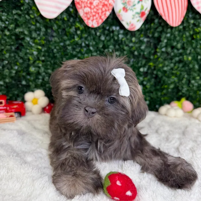 Female Shih Tzu puppy named Bella for sale at Puppy Dreams - Garland.