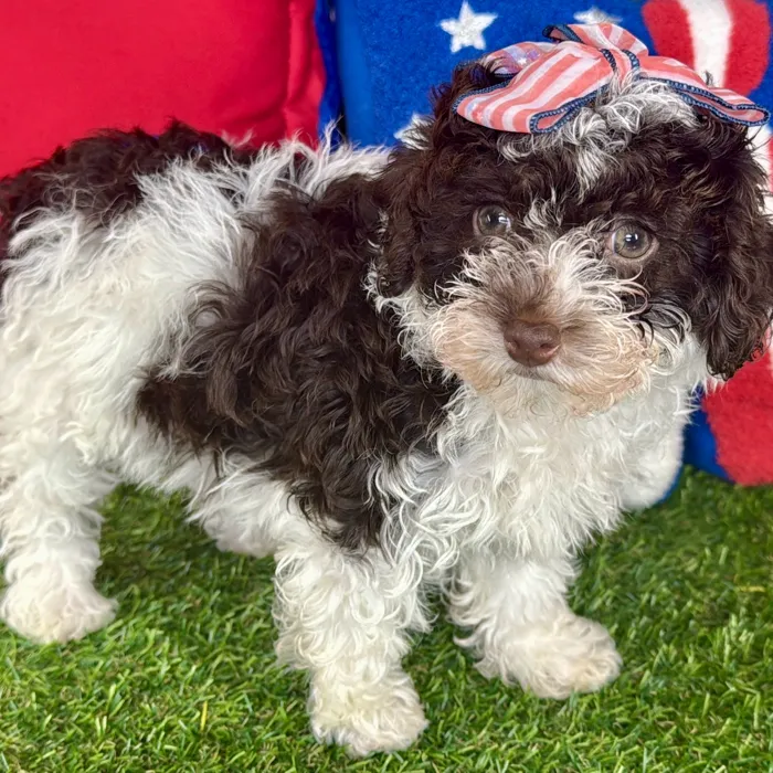Female Mini Poodle puppy named Bali for sale at Puppy Dreams - Arlington.
