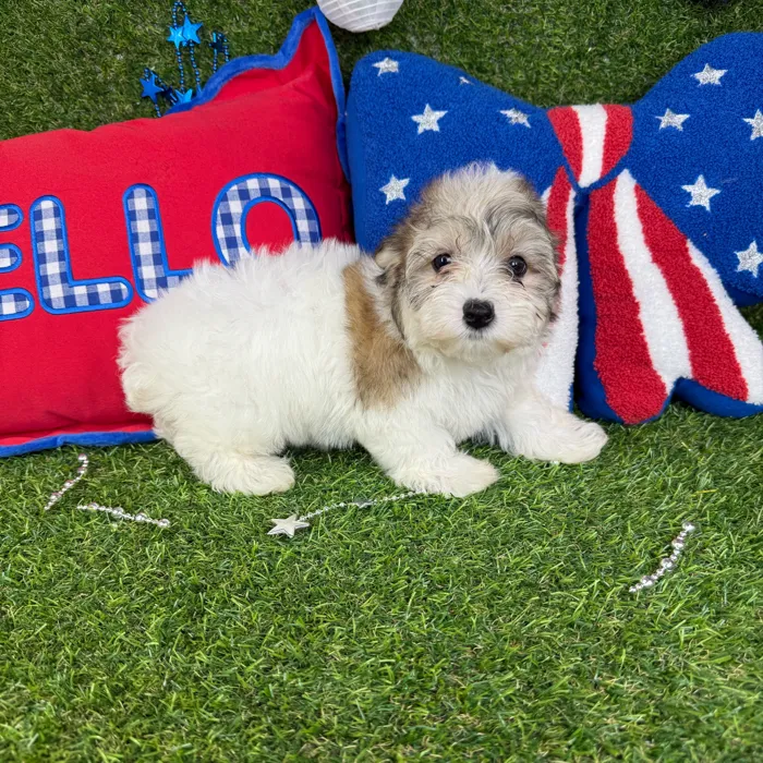 Female Morkie puppy named Uni for sale at Puppy Dreams - Arlington.