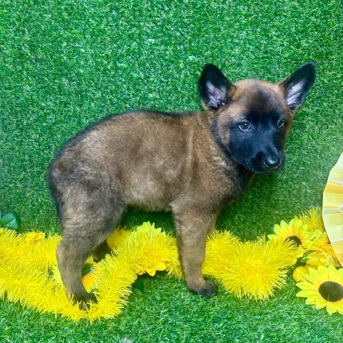 Female Belgian Malinois puppy named Luna for sale at Puppy Dreams - Arlington.