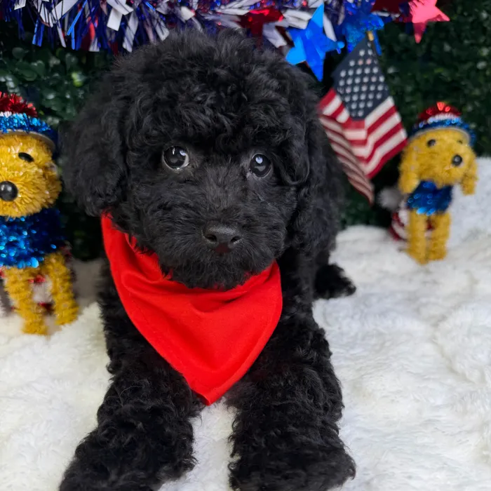 Male Poodle Toy puppy named Oreo for sale at Puppy Dreams - Garland.