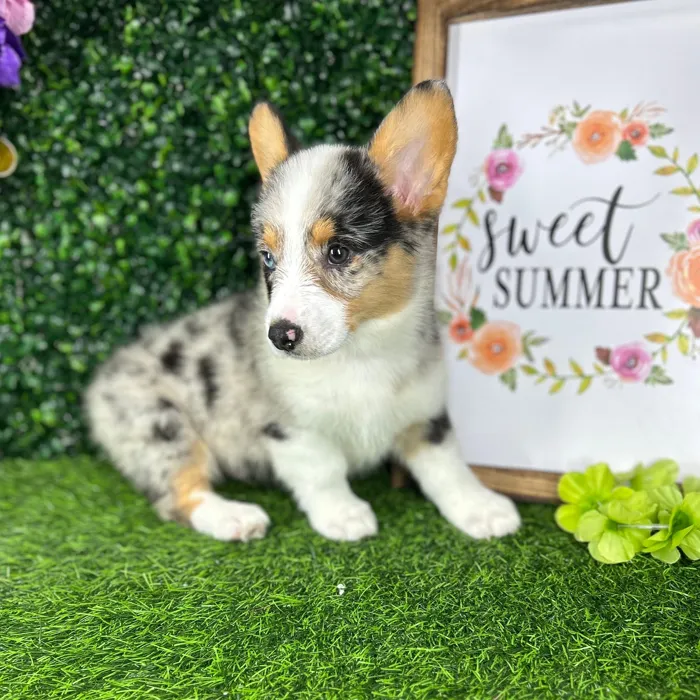 Male Pembroke Welsh Corgi puppy named *Irving* for sale at Puppy Dreams - Mansfield.