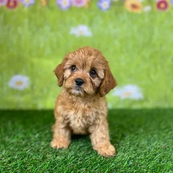 car_main_img_/media/ap_media/pets/FWKWNMMKTEMT139635.webp.250x250_q85.webp