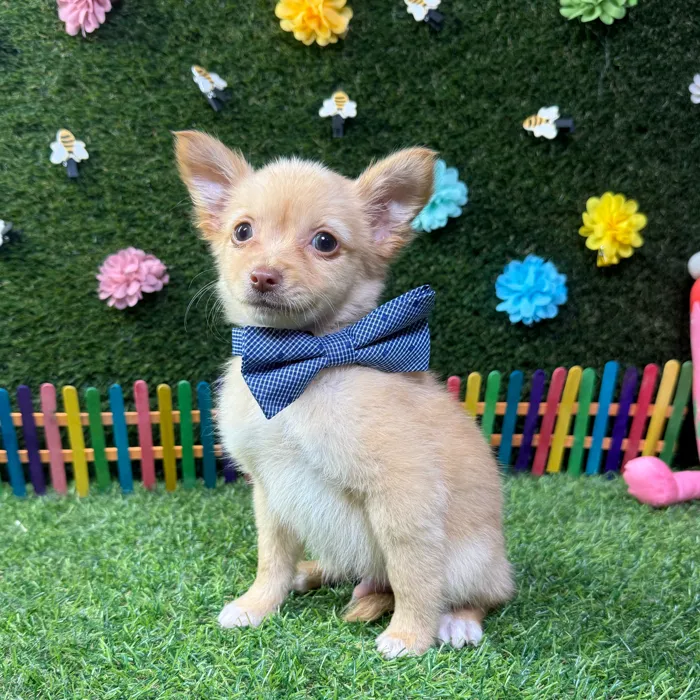 Male Chihuahua puppy named Louie for sale at Puppy Dreams - Carrollton.