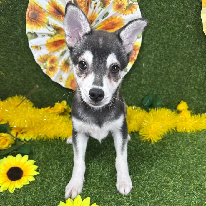 Male Alaskan Klee Kai puppy named Bruce for sale at Puppy Dreams - Arlington.