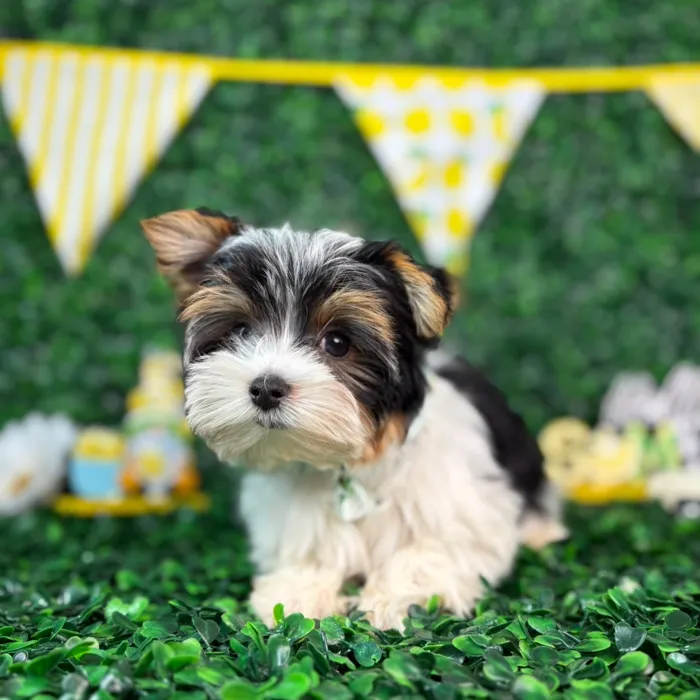 Male Yorkie puppy named Winston for sale at Puppy Dreams - North Richland Hills.