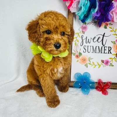 Male Mini Goldendoodle puppy named *Hephaestus* for sale at Puppy Dreams - Mansfield.