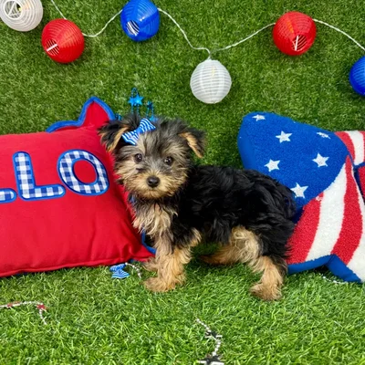 Female Yorkie puppy named Minnie for sale at Puppy Dreams - Arlington.