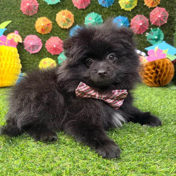 Male Pomeranian puppy named Ace for sale at Puppy Dreams - Carrollton.