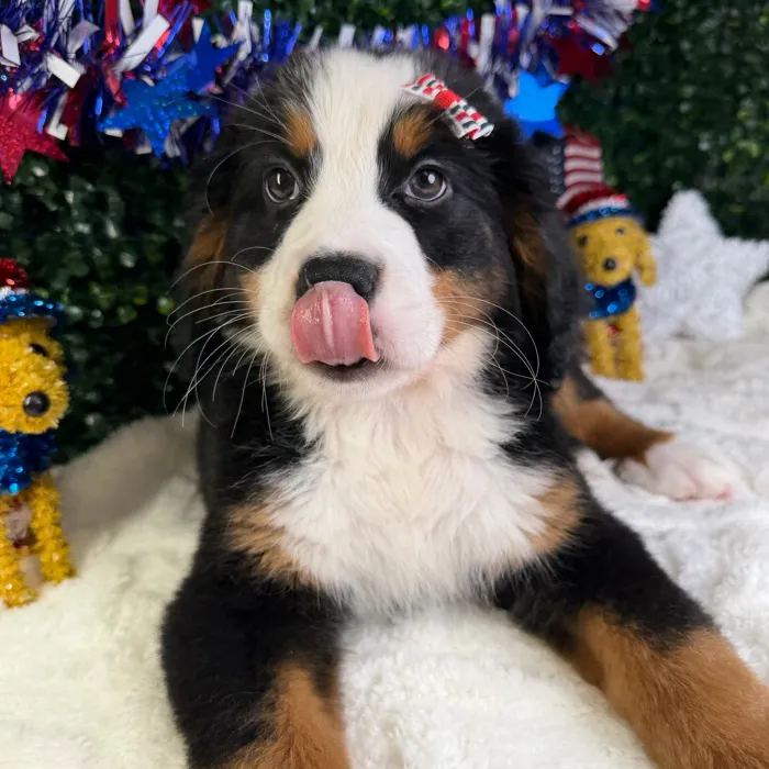 Female Bernese Mountain Dog puppy named Skye for sale at Puppy Dreams - Garland.