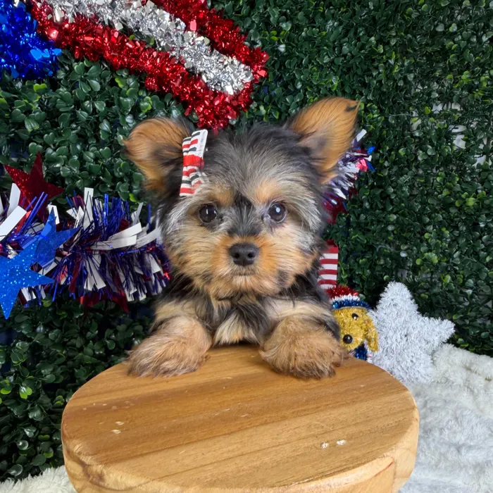 Female Yorkie puppy named Mimi for sale at Puppy Dreams - Garland.