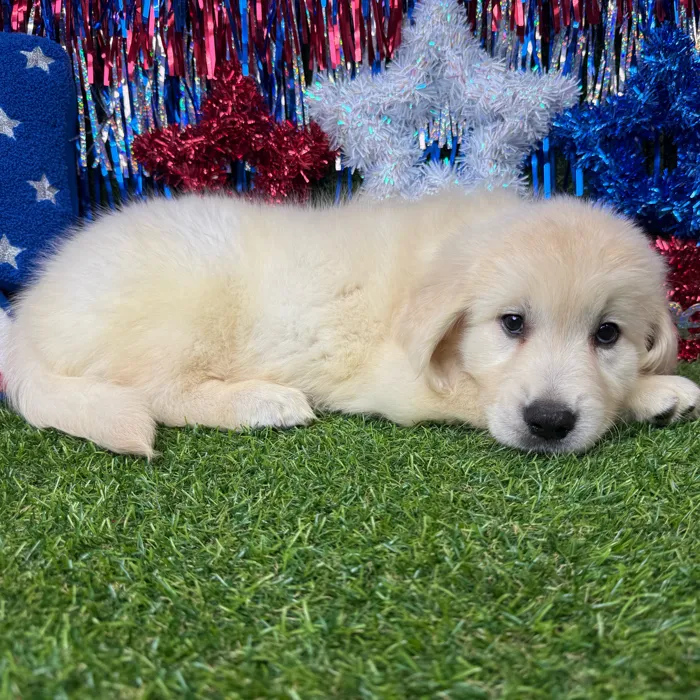 Male Golden Retriever puppy named Pup Tart for sale at Puppy Dreams - Arlington.