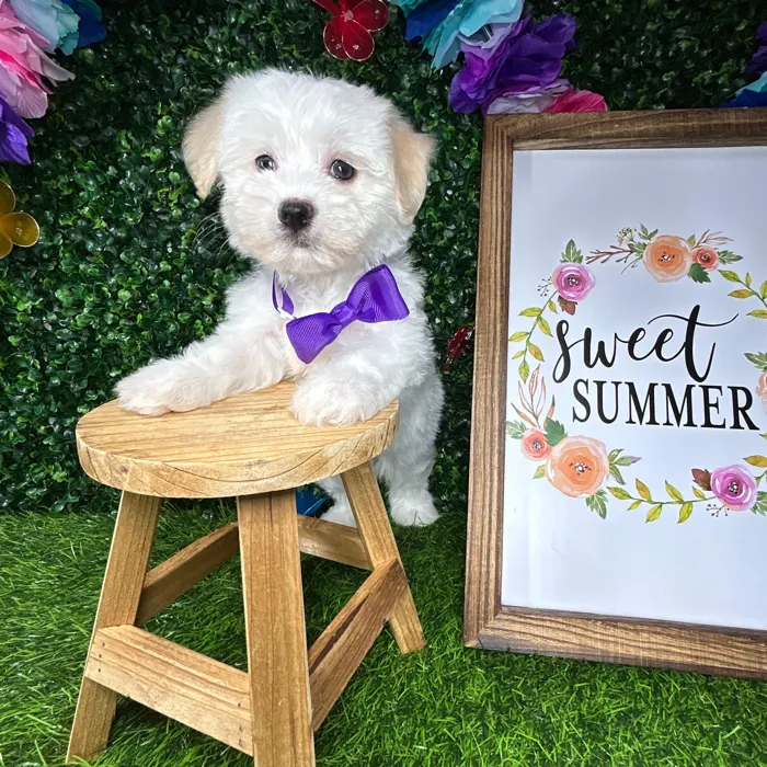Female Havanese puppy named *Victoria* for sale at Puppy Dreams - Mansfield.
