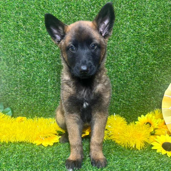 Female Belgian Malinois puppy named Luna for sale at Puppy Dreams - Arlington.